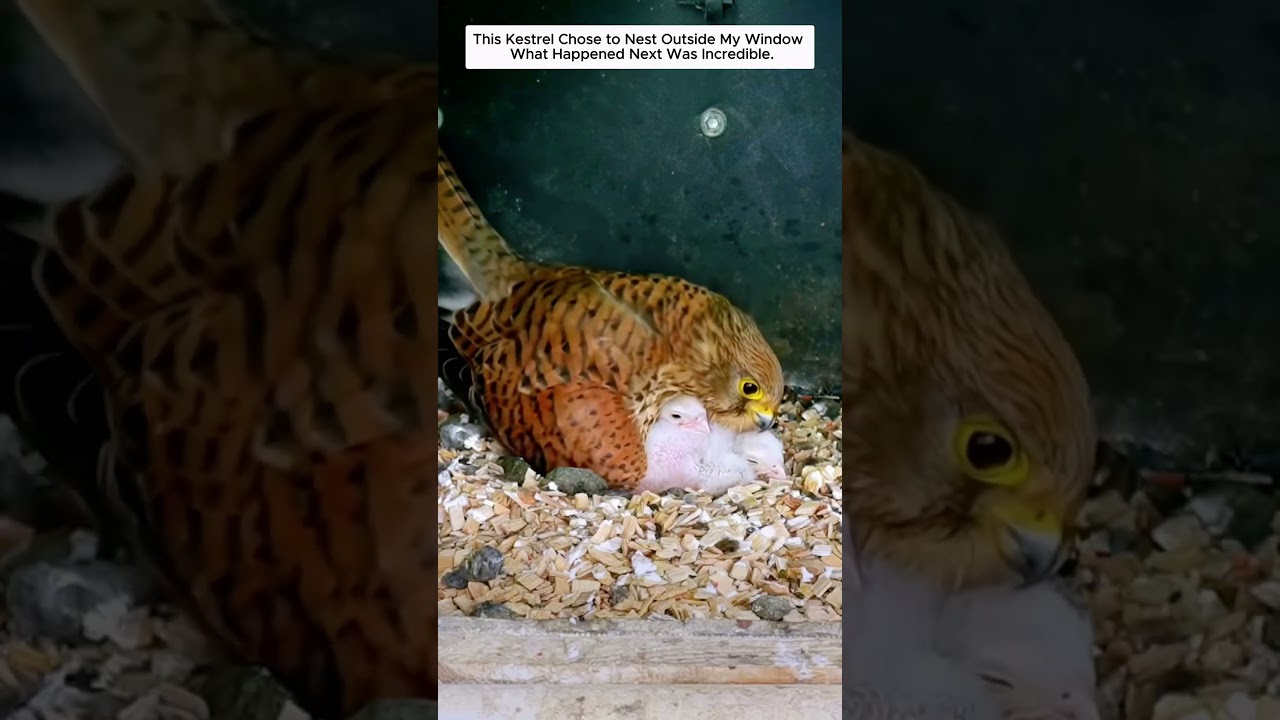 A Kestrel Built Its Nest Outside My Window.