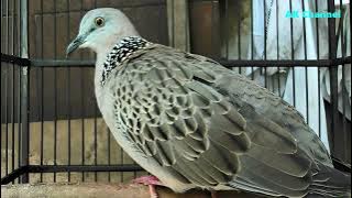 (Multi kuk) Suara pancingan burung derkuku tekukur kuk 5