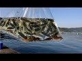 防波堤で大量のザリガニを使って釣りをしてみたら・・・