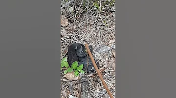 гадюка или водяной уж