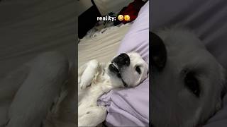 Celebrity golden retriever: expectation vs reality #shorts Wealth