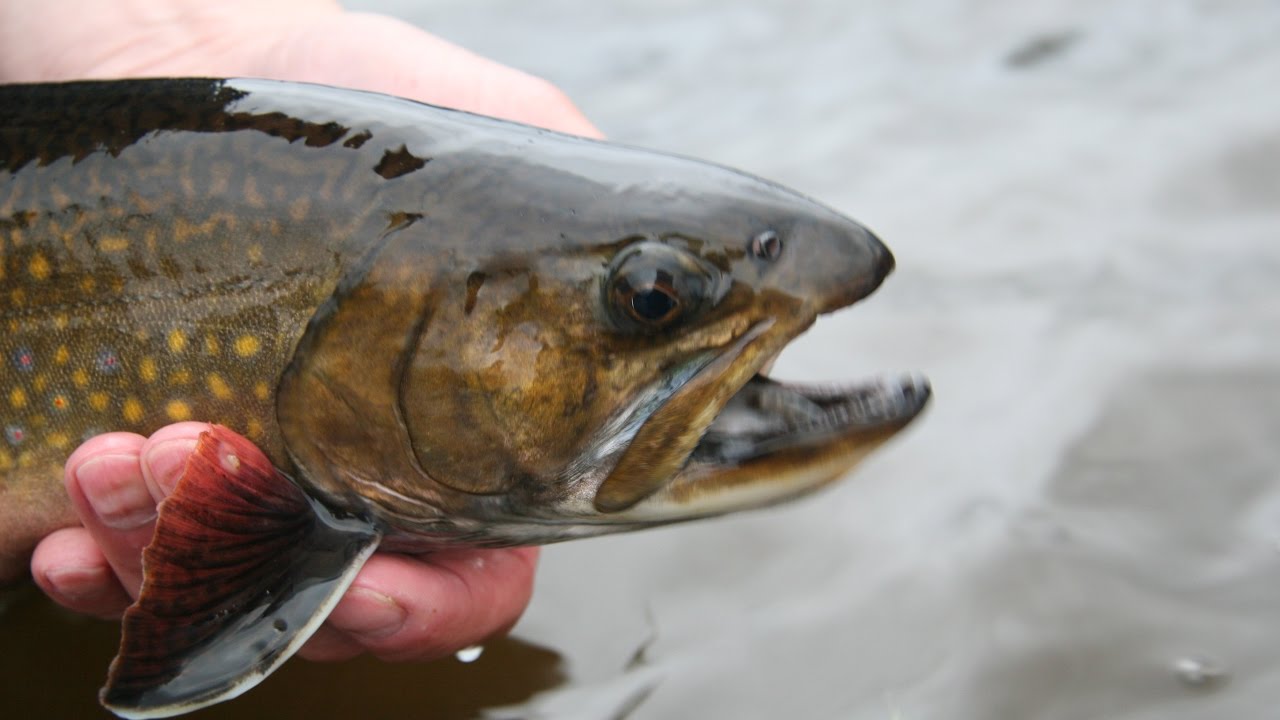 Spring Creek Brook Trout Ontario YouTube