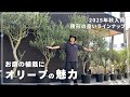 【お庭が素敵になる】作り込まれたオリーブが大量入荷！植栽におすすめの理由とは！？