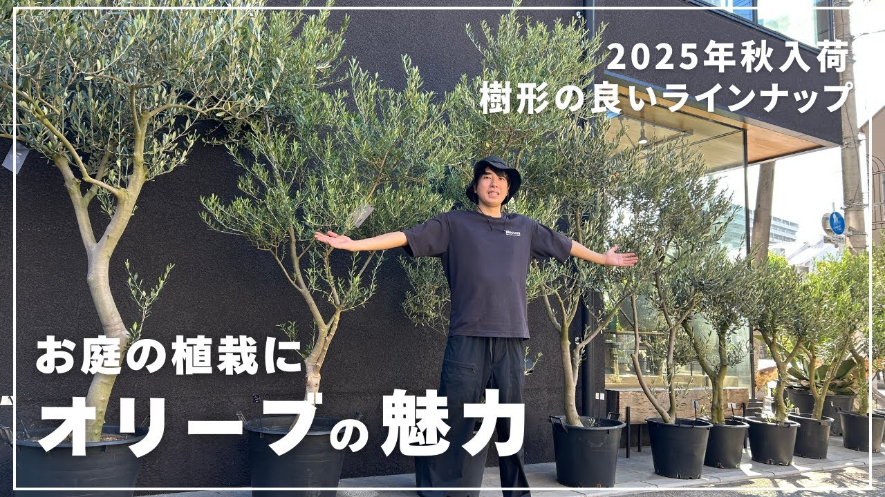 【お庭が素敵になる】作り込まれたオリーブが大量入荷！植栽におすすめの理由とは！？