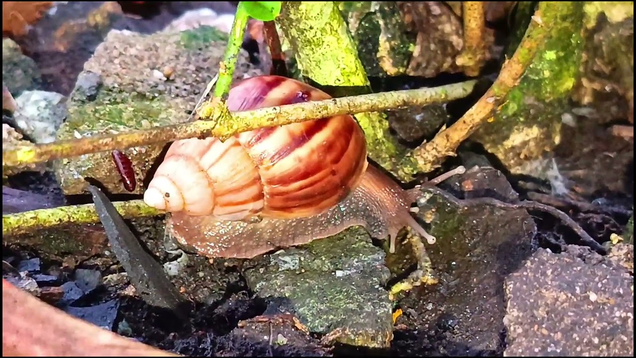 Улитка с ветки хочет спуститься на землю.
