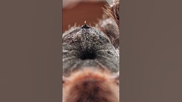 👉 Arachnophobia: The World’s Most Common Fear of Spiders 🕷️ #Arachnophobia #spider #psycophobia