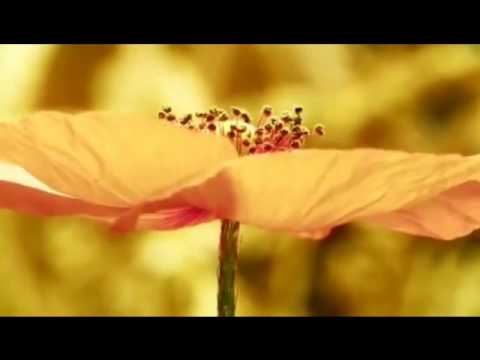 دمج لأناشيد ناصر السعيد Nasser Al Saeed