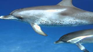 Dolphin Swim in Bimini