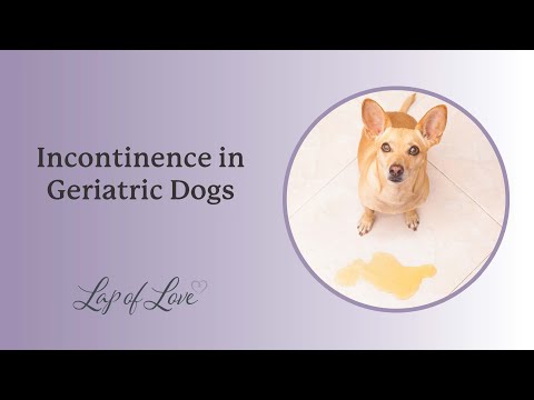 Incontinence in Geriatric Dogs