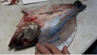 Real Large Mouth Bass Fish Skin Mount Taxidermy Part 2: Cleaning Skin