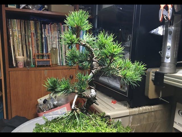 日本五葉松瑞祥嫁接黑松台木Goyomatsu White pine Bonsai 【神技