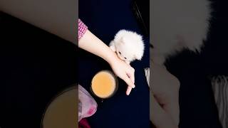 My Kitten Tried to Steal My Tea! ☕😂✨ #cat #kitten #cute #funny #shorts #Catsology26 My Kitten Tried to Steal My Tea! ☕😂✨ #cat #kitten #cute #funny #shorts #Catsology26