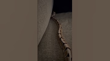 BALL PYTHON 🐍 | #shorts