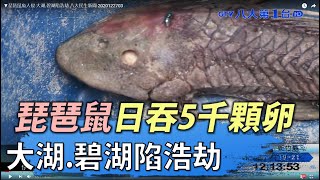 ▼琵琶鼠魚入侵 大湖.碧湖陷浩劫 八大民生新聞 2020122703