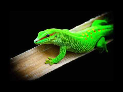 Pets 5 of 5 #3