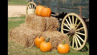 🎃The Pumpkin Patch - 2019🎃 (Charlie Brown's Not Here 🎃Good Grief)