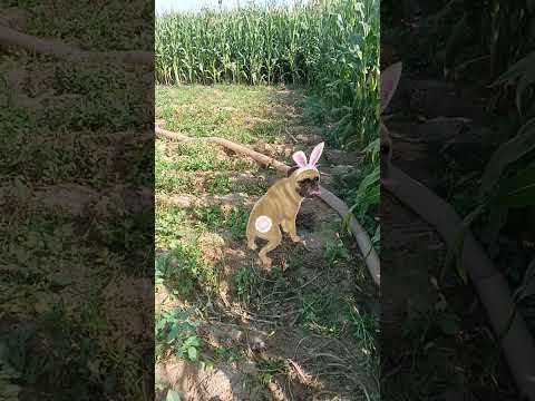 dogfunnyvideos Dog Dance