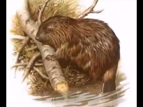 თახვები