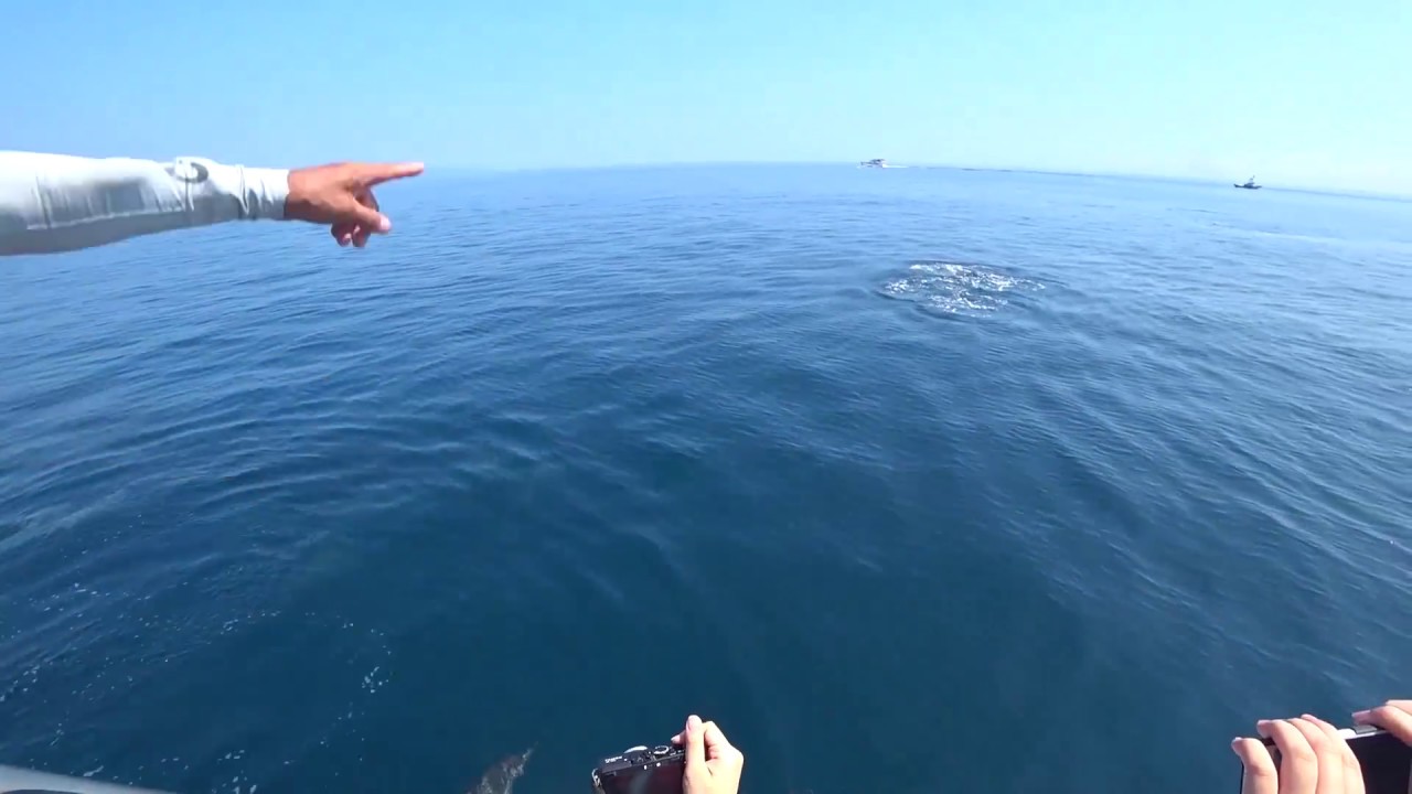 龜山島 登島繞島賞鯨豚一次遊玩