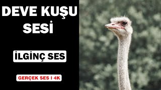 Gerçek Deve Kuşu Sesleri Yüksek Kalite İlginç Deve Kuşu Sesi Deneyimi 4K