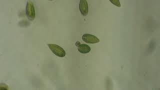 Raphidophyceae | Wikipedia audio article