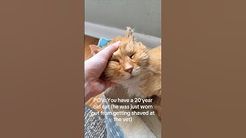 He couldn’t wake up his cat 😳