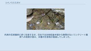 シイノミミミガイ