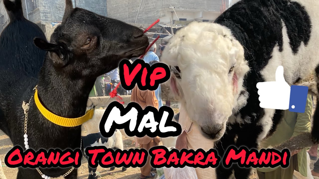 Orangi Town Bakra Mandi Visit Latest Update🔥05-Feb-2026😱 Gulabi Kamori Makhachaini