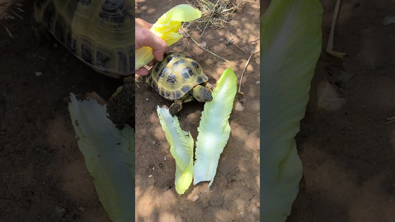 un poco de lechuga 🥬 para mí tortuga 🐢 HIDRATANTE con moderación rusa mora mediterránea marginata