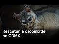 Rescatan a ejemplar de cacomixtle en Coyoacán - Las Noticias con Danielle