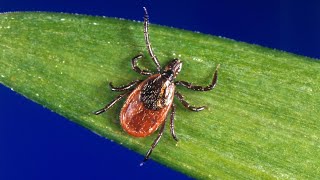 Pfizer hopes to release Lyme disease vaccine in 2027 as tick season drags longer