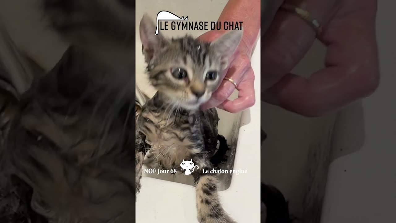 Noé le chat jour 68 : chaton englué