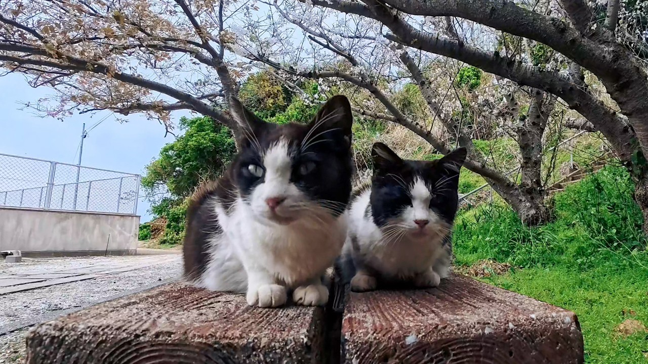 The moment I sat under a shrine… cats gathered around me, turning