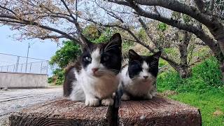 猫島の神社の下のベンチに猫達が集まっていたので隣に座ってナデナデしてきた
