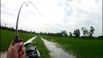 Câu cá lóc ruộng lúa giật đã tay - Phần 2 (Fishing snakehead)!!