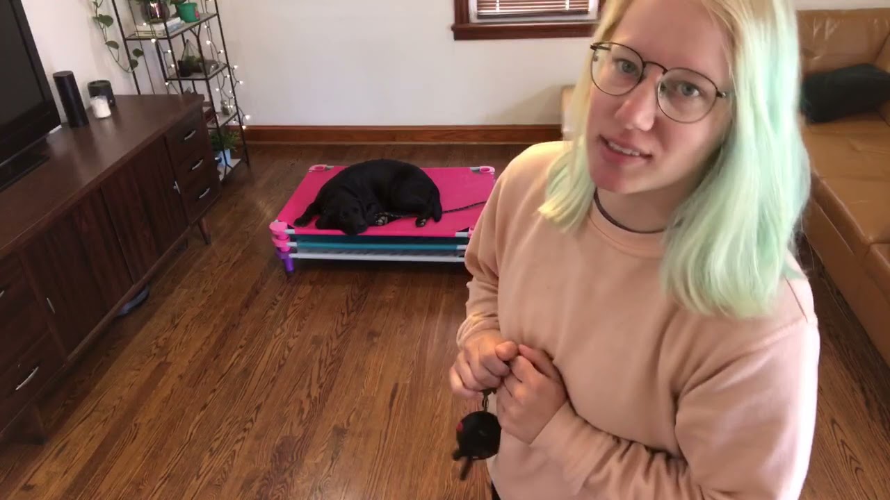 Bella the black lab learns place