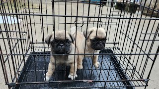 Mua Bán Chó Pug Giá Rẻ Ó Ópug