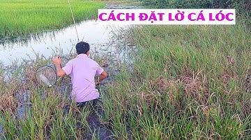 Cách đặt lờ cá lóc, bẫy cá lóc đơn giản hiệu quả cao