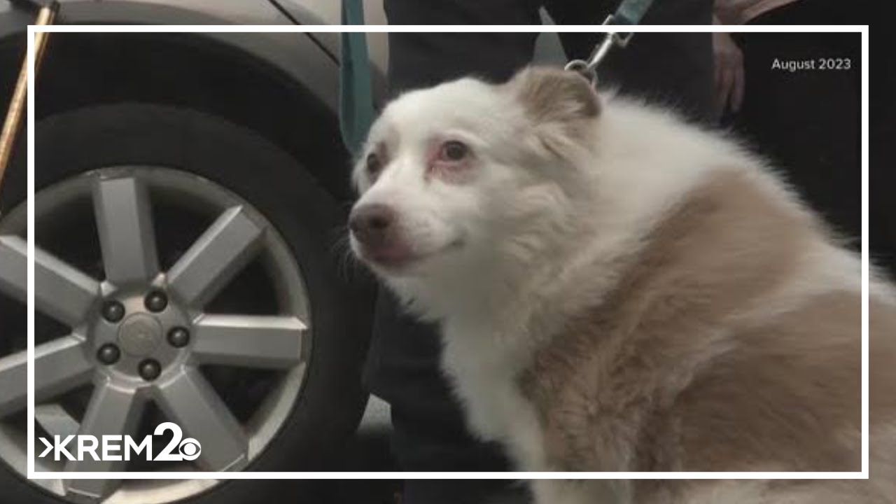 New Washington law requires counties to plan for pet shelters during natural disasters