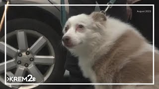 New Washington law requires counties to plan for pet shelters during natural disasters