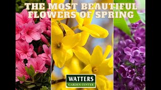 Top 10 Bloomers in the Spring Gardens by SignalsAZ 36 views 1 month ago 10 minutes, 40 seconds