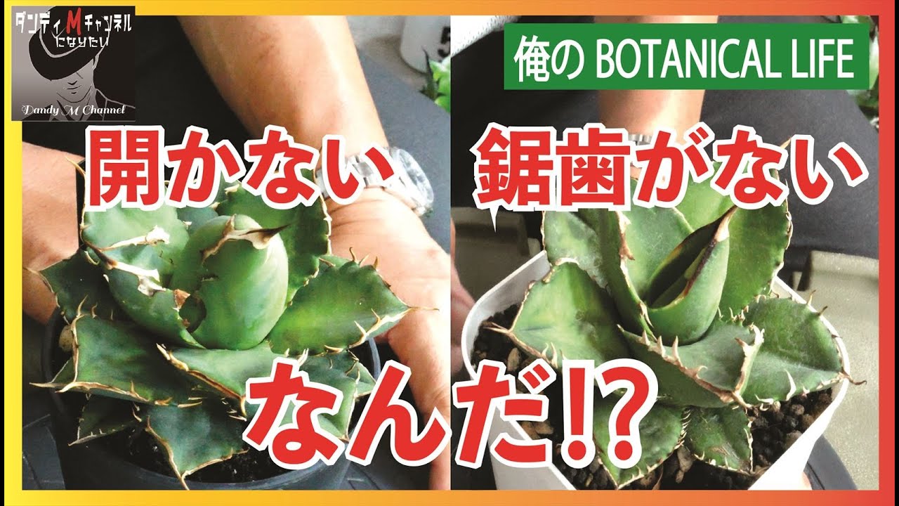 アガベ確認 アガベのカタカナ表記、和名、学名から管理用のタグまで一発で