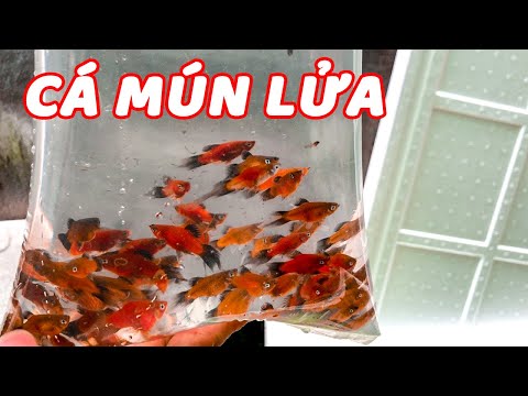Video Thử Thả 200 Con Cá Mún Lửa Uyên Ương Vào Thùng Xốp 1m2... - youtube