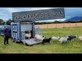 Moving sheep to new field #farmlife #sheepfarming #livestock #ireland #sheep