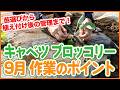 【キャベツ・ブロッコリー栽培】9月にやっておきたい！お世話のポイント【シェア畑】【農園ライフ】
