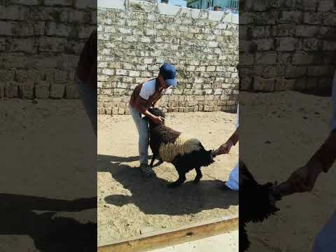 النعجه الملونه الا جااايه من بره تاابع01203435008  01223509706