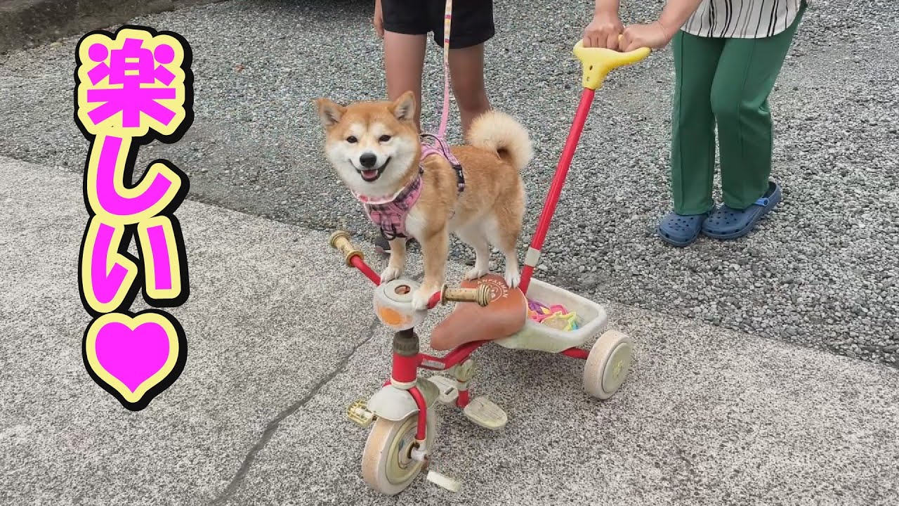 I was amazed at the Shiba Inu's ability to ride a tricycle with