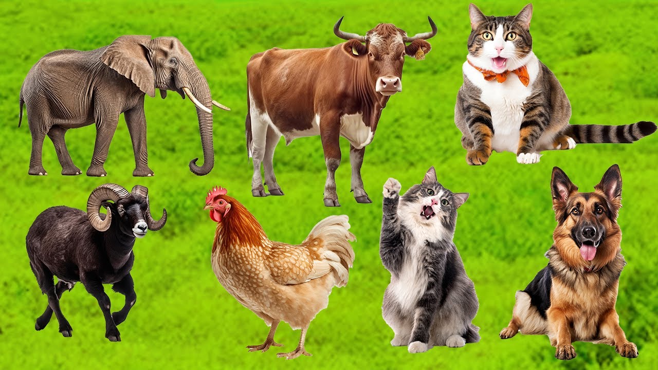Farm Animal Sounds: Cow, Horse, Sheep, Chicken, Pig, Rabbit, Cat, Turkey, Ostrich – Happy Animals