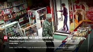 Стая бездомных собак напала на жительницу Читы Стая бездомных собак напала на жительницу Читы