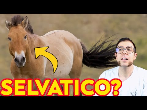 Video: I cavalli erano estinti in Nord America?